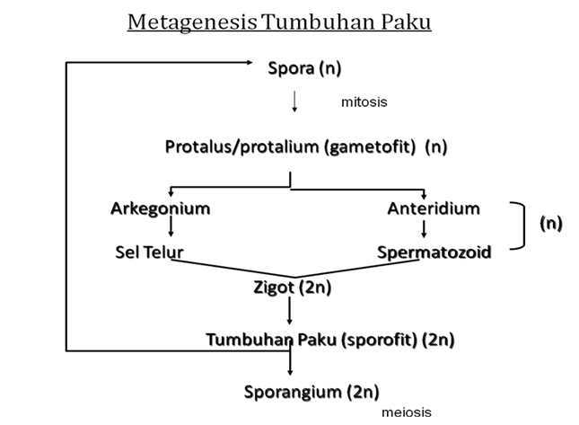 Metagenesis Pengertian Proses Contoh Dan Penjelasan