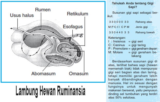 Sistem Pencernaan Pada Hewan  Ruminansia  Pemamah Biak 