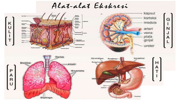 Penjelasan Sistem Ekskresi  Pada Manusia Terlengkap 