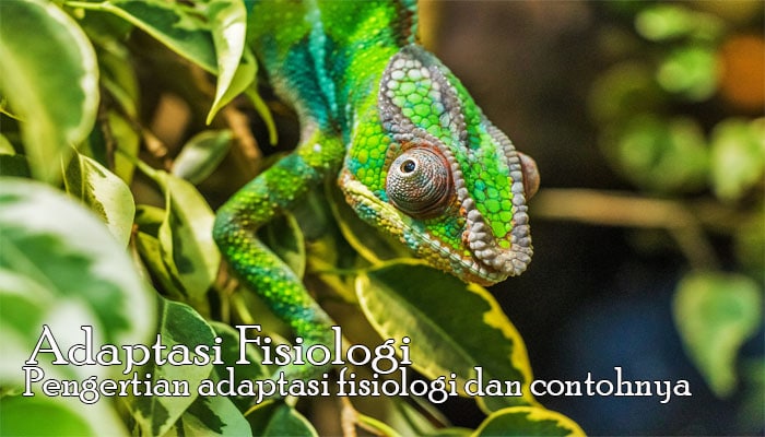 Pengertian Adaptasi  Fisiologi  dan Contoh  Adaptasi  