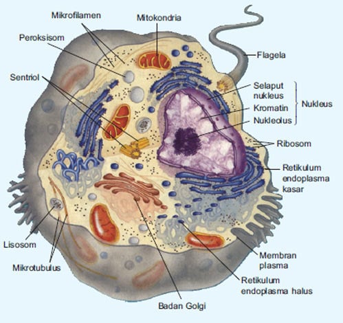 Gambar Sel Hewan Dan Fungsinya