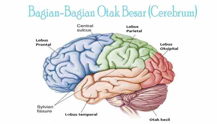 Pengertian Otak Besar , Fungsi, Struktur dan Bagian Otak Besar ...