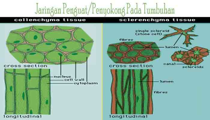 Jelaskan perbedaan antara jaringan kolenkim dan sklerenkim pada tumbuhan dewasa