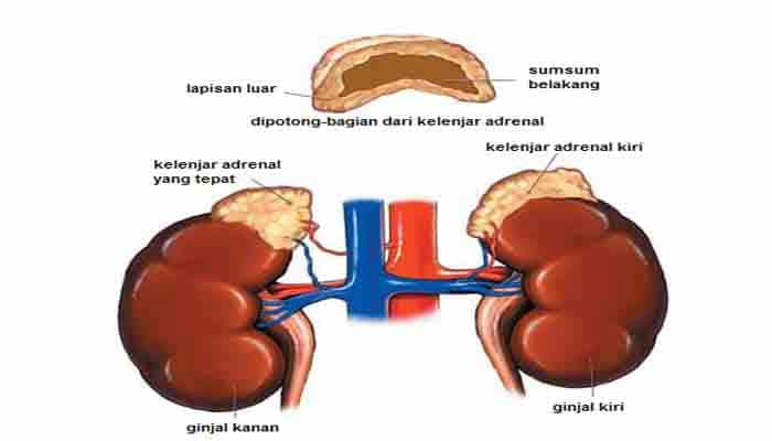 Anatomi Kelenjar Adrenal