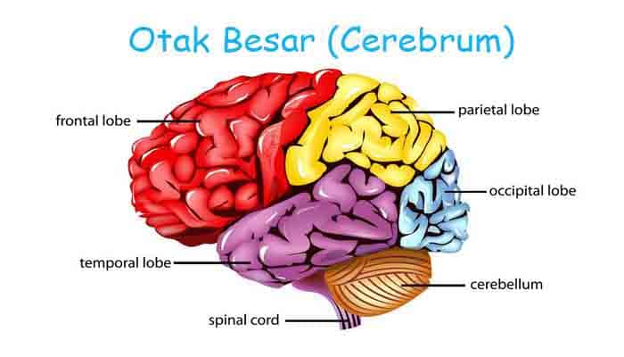 Pengertian Otak Besar : Fungsi, Struktur dan Bagian Otak Besar