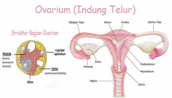 Ovarium fungsi Kista Ovarium
