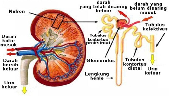 Unduh 980 Gambar Ginjal Beserta Keterangan Paling Bagus Gratis