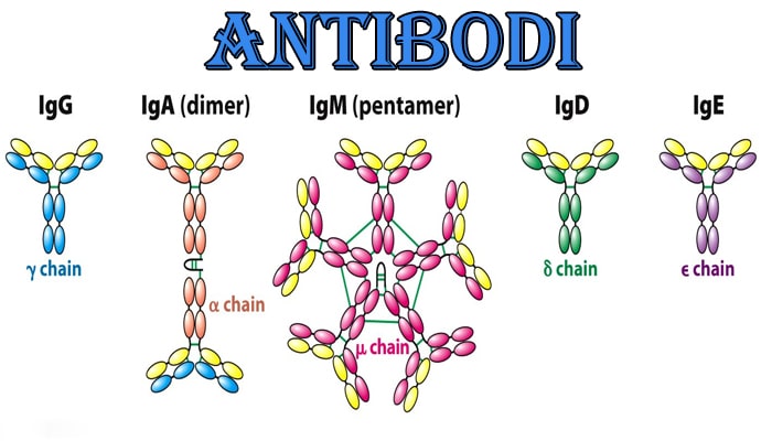 Pengertian Antibodi, Sifat, Fungsi, Struktur dan Jenis Antibodi Lengkap