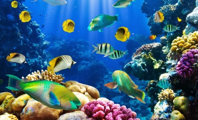 Pengertian Biota Laut  Jenis Contoh dan Manfaat Biota  