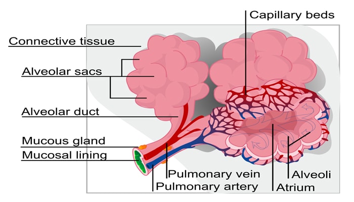 Alveolus merupakan sebutan lain untuk