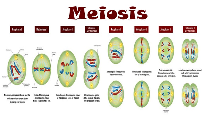 Peristiwa meiosis yang terjadi pada profase ii adalah