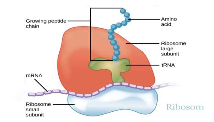 Pengertian Ribosom  Sejarah Fungsi Struktur Bagian dan 