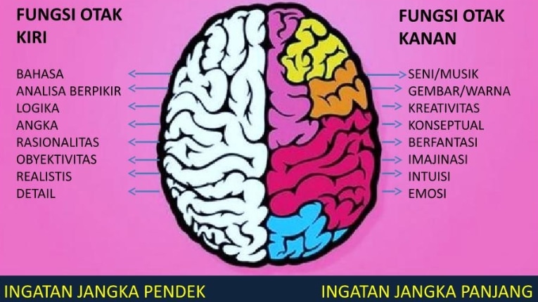 Pengertian Otak Kanan Fungsi Struktur Cara Kerja Dan Cara Melatih