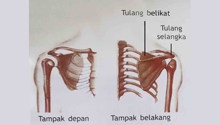  Tulang Selangka  Pengertian Bentuk Letak dan Fungsi 