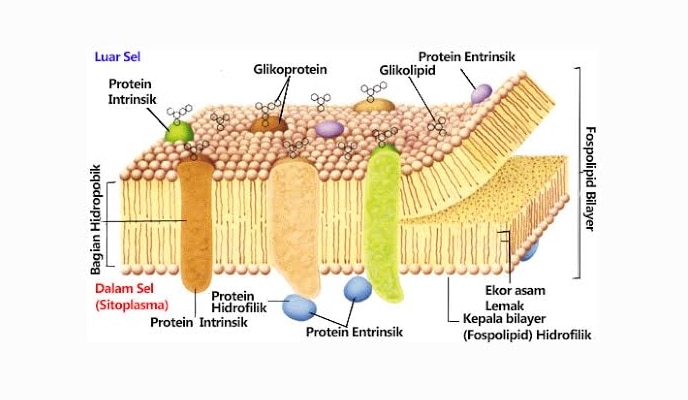 Pengertian Membran Sel Fungsi Struktur Gambar dan 