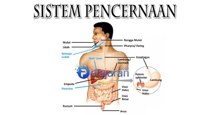 Sistem Pencernaan Manusia Pengertian Fungsi dan Macam 