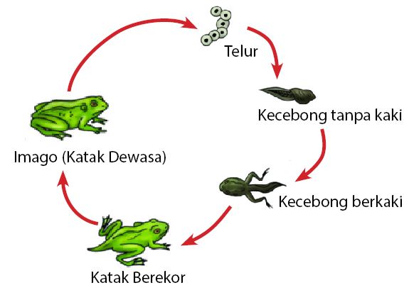 Pengertian Metamorfosis  Sempurna  dan  Contohnya Lengkap 