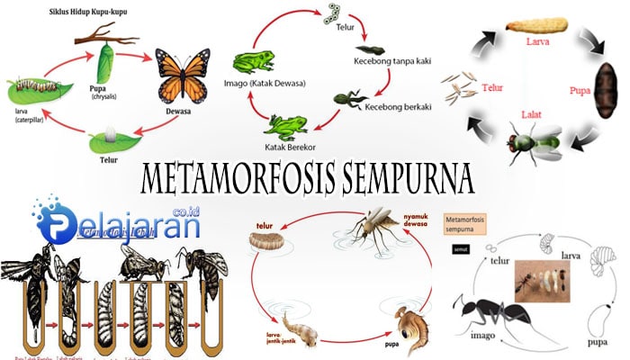 Pengertian Metamorfosis Sempurna Dan Contohnya Lengkap