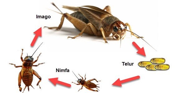 Sebutkan  10 Contoh  Hewan  Insecta Best Image Home In The Word
