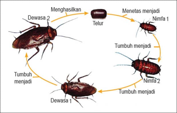 Pengertian Metamorfosis Tidak Sempurna Ciri Tahapan dan Pengertian Metamorfosis Tidak Sempurna Ciri Tahapan dan