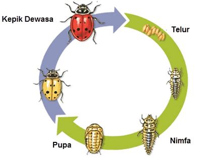 Pengertian Metamorfosis Tidak Sempurna Ciri Tahapan Dan