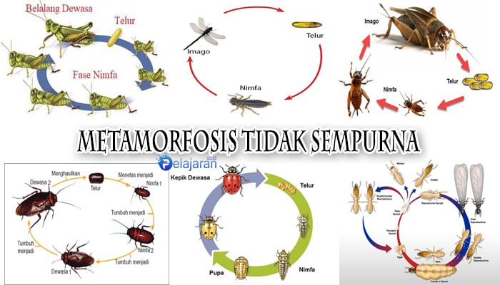  Contoh  Gambar Metamorfosis  Sempurna  Dan Tidak  Sempurna  