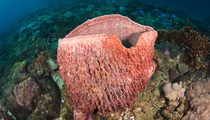 Porifera berkembang biak dengan cara