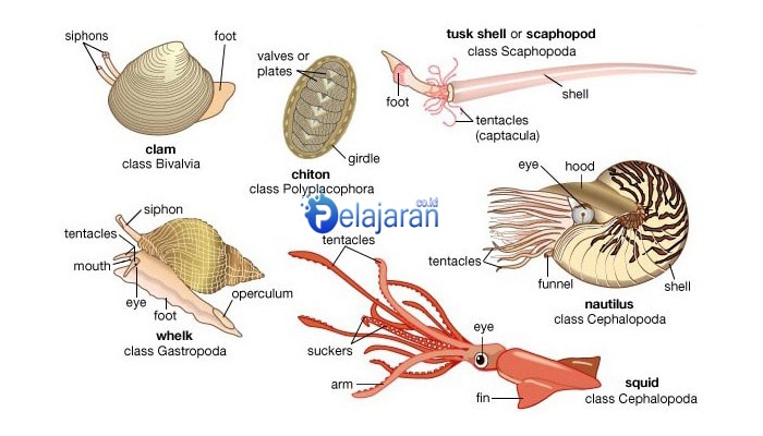 Ciri Ciri Hewan Invertebrata Dan Contohnya Ini Cirinya