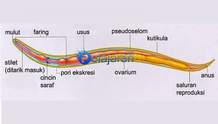 contoh spesies filum nemathelminthes)