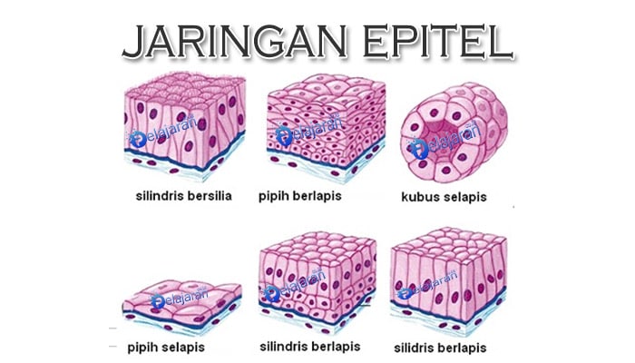 Struktur Dan Fungsi Jaringan  Pada Manusia Dan Hewan  