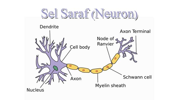 Sistem Saraf Pada Hewan Beserta Penjelasan Dan Pengertian Lengkap Vrogue