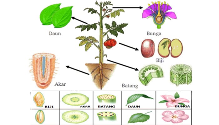  Sistem  Organ  Ruang Science