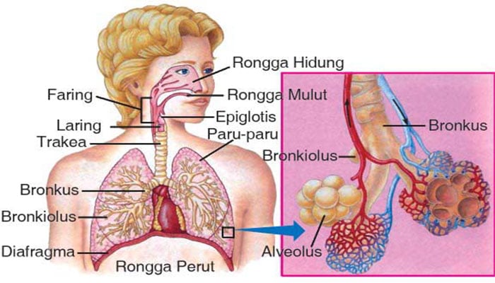 Organ pernapasan yang berperan sebagai alat penyaring dan penghangat adalah