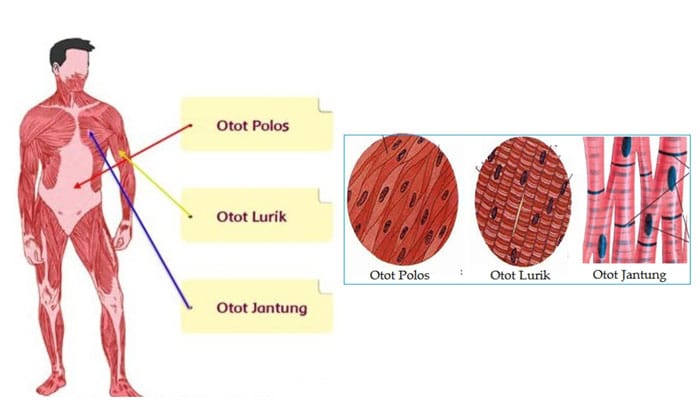 Pengertian Otot  Jenis  Fungsi Ciri Mekanisme Kerja dan  