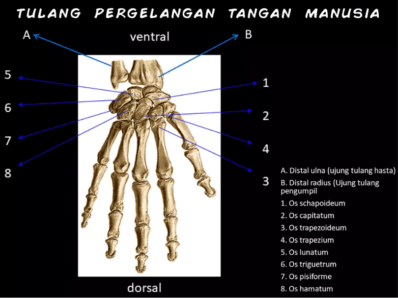 Fungsi Tulang  Pergelangan Tangan  Bentuk Penyusun 