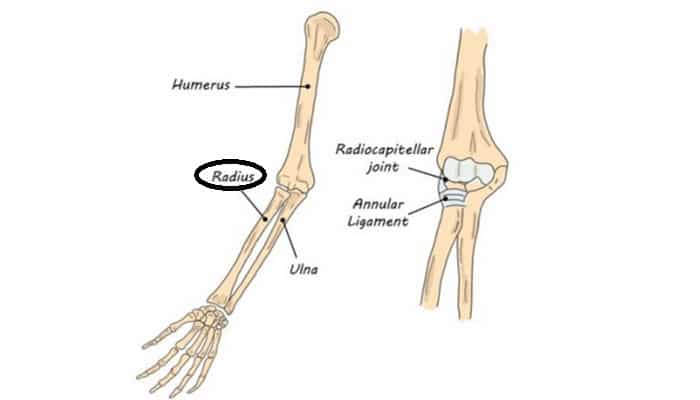 Hubungan antara tulang radius dengan ulna merupakan contoh dari