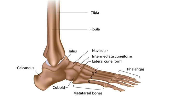 Fungsi Tulang Pergelangan Kaki : Pengertian, Pelekatan Ligamen dan