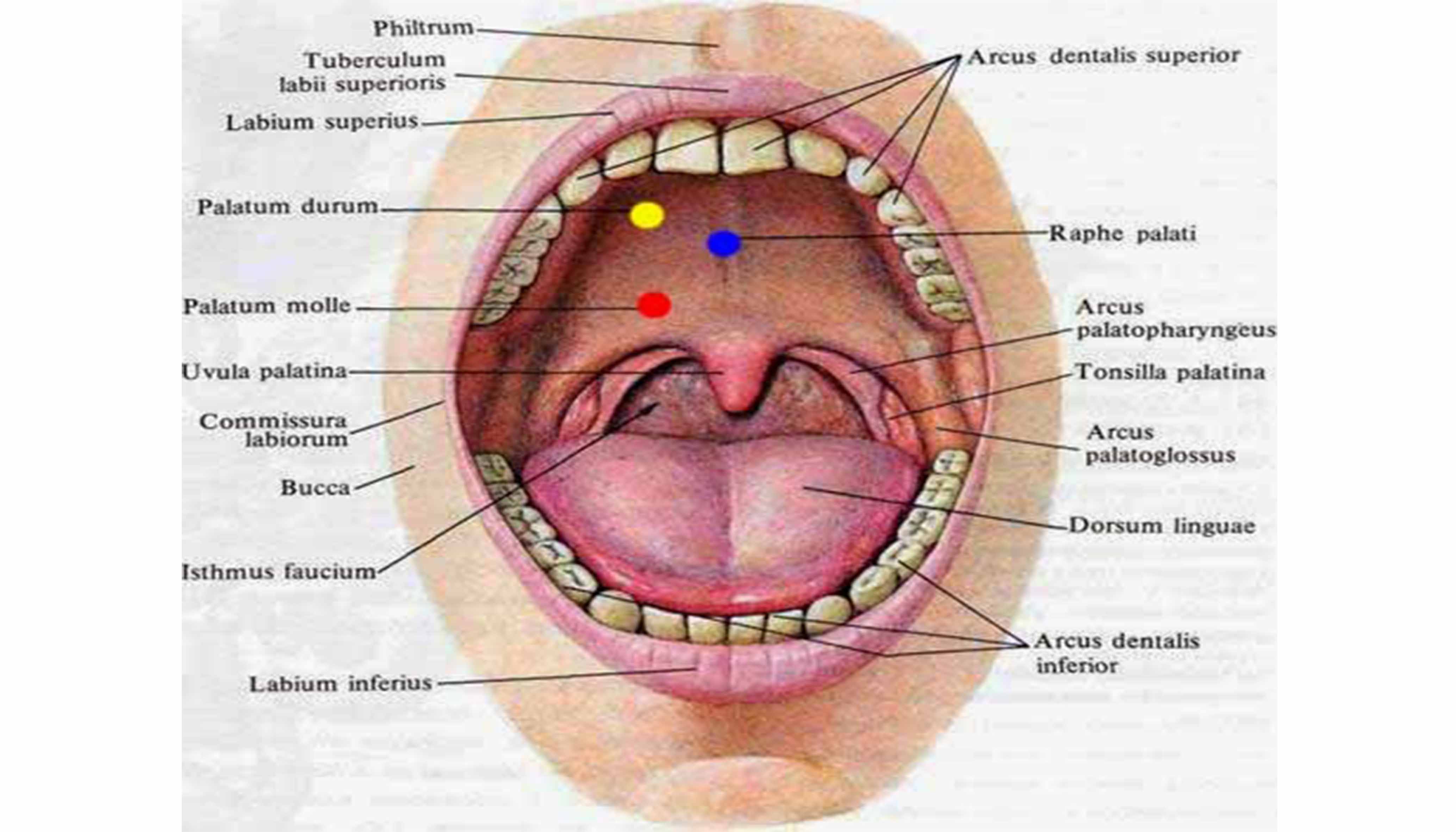 Pengertian Mulut : Fungsi, Struktur Bagian dan Penyakit Pada Mulut