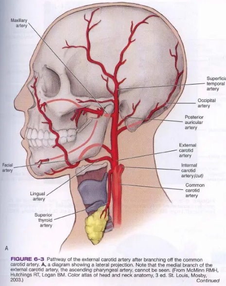 Letak Pembuluh Arteri1