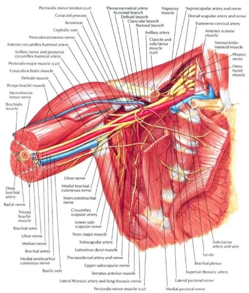 Letak Pembuluh Arteri2