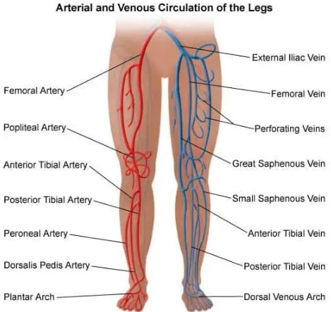 Letak Pembuluh Arteri3