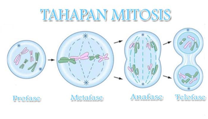 Pembelahan terjadi proses pada mitosis Pembelahan Mitosis